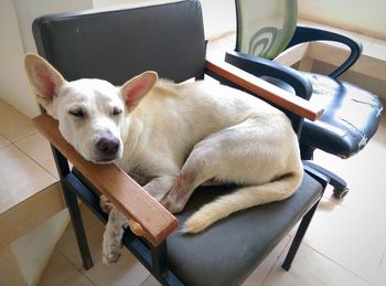 High angle view of dog sitting on table at home