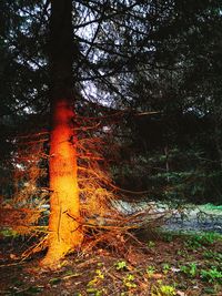 View of trees in forest