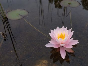 Lotus water lily in lake