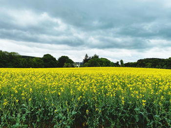 Scenic view of oilseed rape field against sky