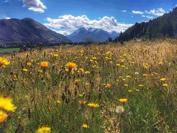 Flowers blooming in field