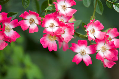 Close-up of pink cherry blossoms