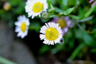 Close-up of white flowering plant