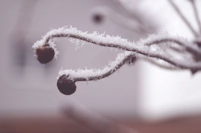 Close-up of frozen frost