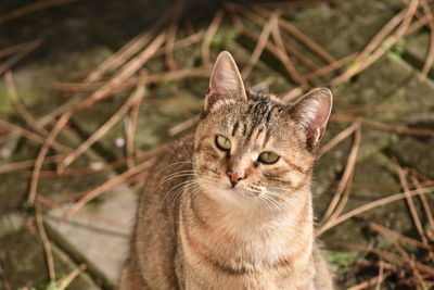 Close-up portrait of a cat