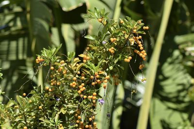 Close-up of flowering plant