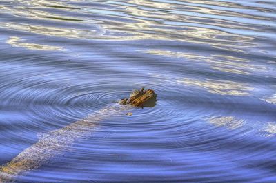 High angle view of turtle swimming in water