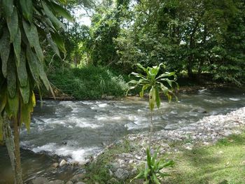 Scenic view of river flowing in forest