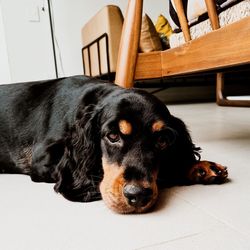 Close-up portrait of dog lying on floor at home
