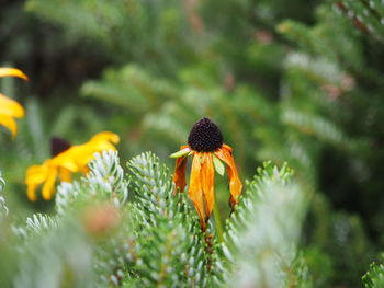 Close-up of yellow flowers blooming outdoors