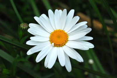 Close-up of white daisy flower