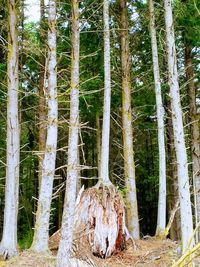 Pine trees in forest