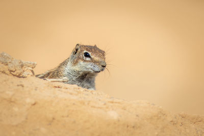 Close-up of squirrel