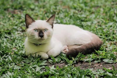 Portrait of cat relaxing on grass