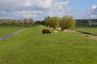 Horses grazing on field against sky