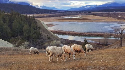 Horses on landscape against sky