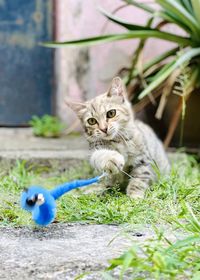 Cat sitting in backyard