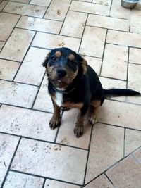 High angle view of dog sitting on footpath