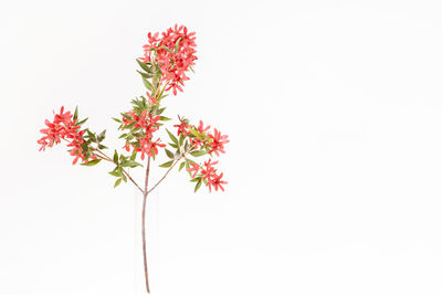 Close-up of red flowers against white background