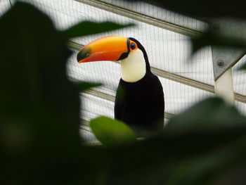 Close-up of parrot perching