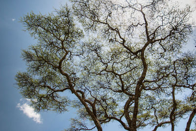 Low angle view of trees against sky