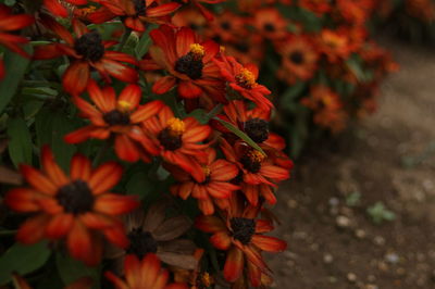 High angle view of red flowering plants