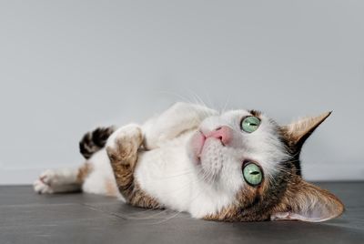 Close-up of cat resting on floor