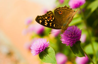 Close-up of butterfly on purple flower