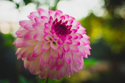 Close-up of pink dahlia flower