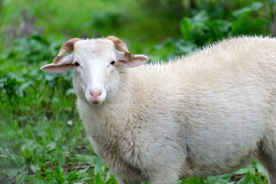 A white sheep on a blurred green background looks into the frame