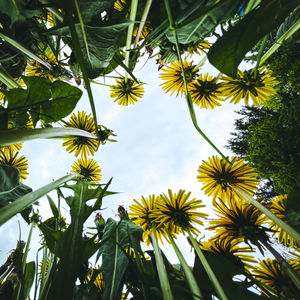 Low angle view of flowering plants against sky