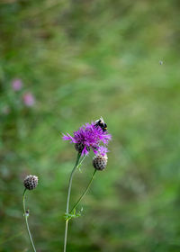 Close-up of butterfly pollinating on purple flower