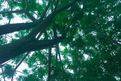 Low angle view of bamboo trees in forest