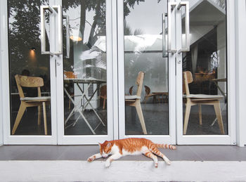 Cat looking through window of building