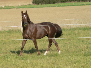 Horse standing on field