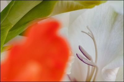 Close-up of day lily blooming outdoors