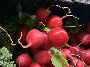 Close-up of cherries growing on plant