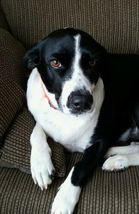 Portrait of dog