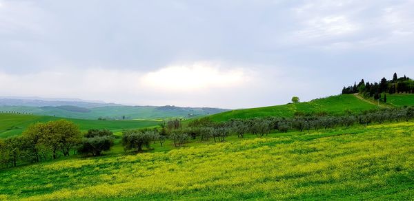 Scenic view of field against sky