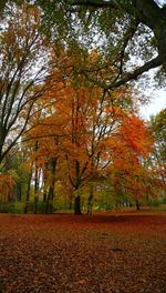 Low angle view of maple tree in forest during autumn