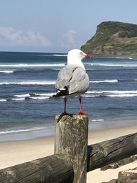 Rear view of seagull perching on wooden railing by sea against sky