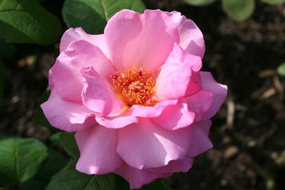 Close-up of pink flower blooming outdoors