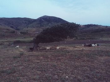 Scenic view of agricultural field against clear sky