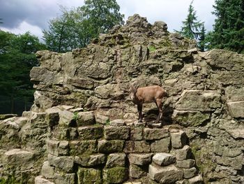 Low angle view of sheep on rock against sky