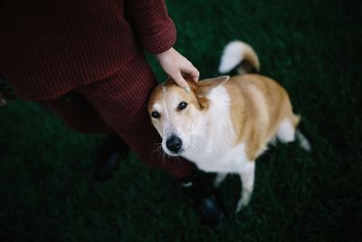 High angle view of dog standing on hand