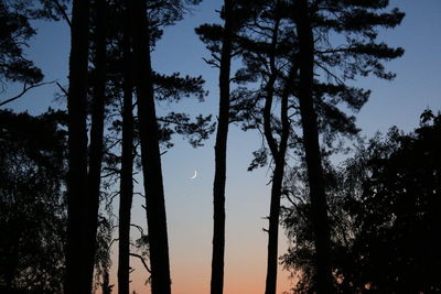 Low angle view of trees against sky