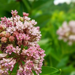 Close-up of pink flowering plant