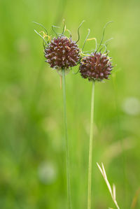 Close-up of red flowering plant on field