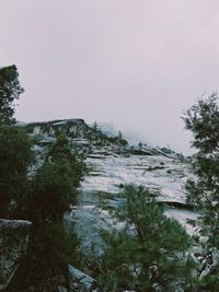 Low angle view of trees against clear sky
