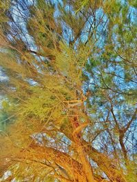 Low angle view of trees in forest